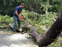 Best Fruit Tree Pruning  in Chenango Bridge, NY