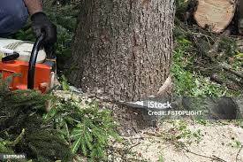Best Tree Risk Assessment  in Chenango Bridge, NY