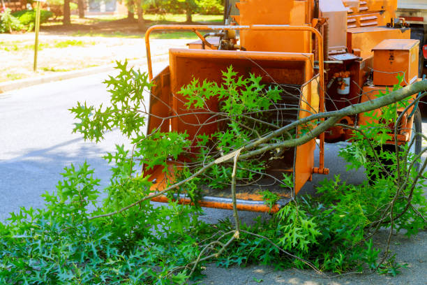 Best Tree and Shrub Care  in Chenango Bridge, NY