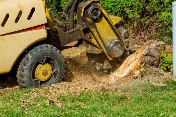 Best Tree Trimming and Pruning  in Chenango Bridge, NY