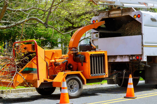 Best Arborist Consultation Services  in Chenango Bridge, NY