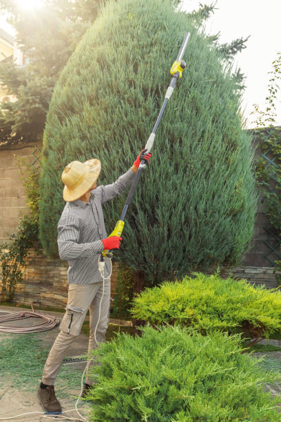 Best Soil Testing and Treatment  in Chenango Bridge, NY