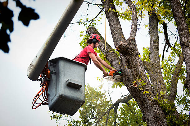 Best Storm Damage Tree Cleanup  in Chenango Bridge, NY