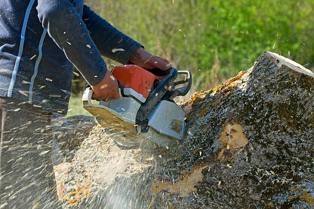  Chenango Bridge, NY Tree Services Pros